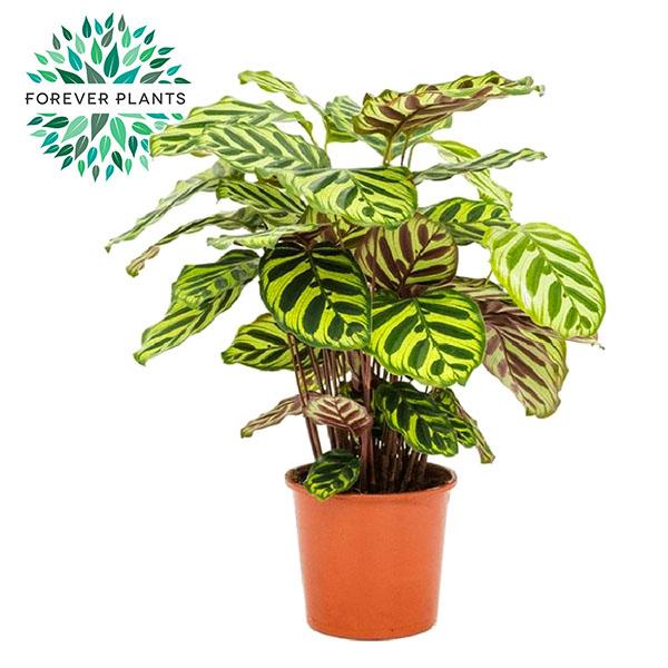 Calathea Makoyana - Ø17cm - ↕55cm