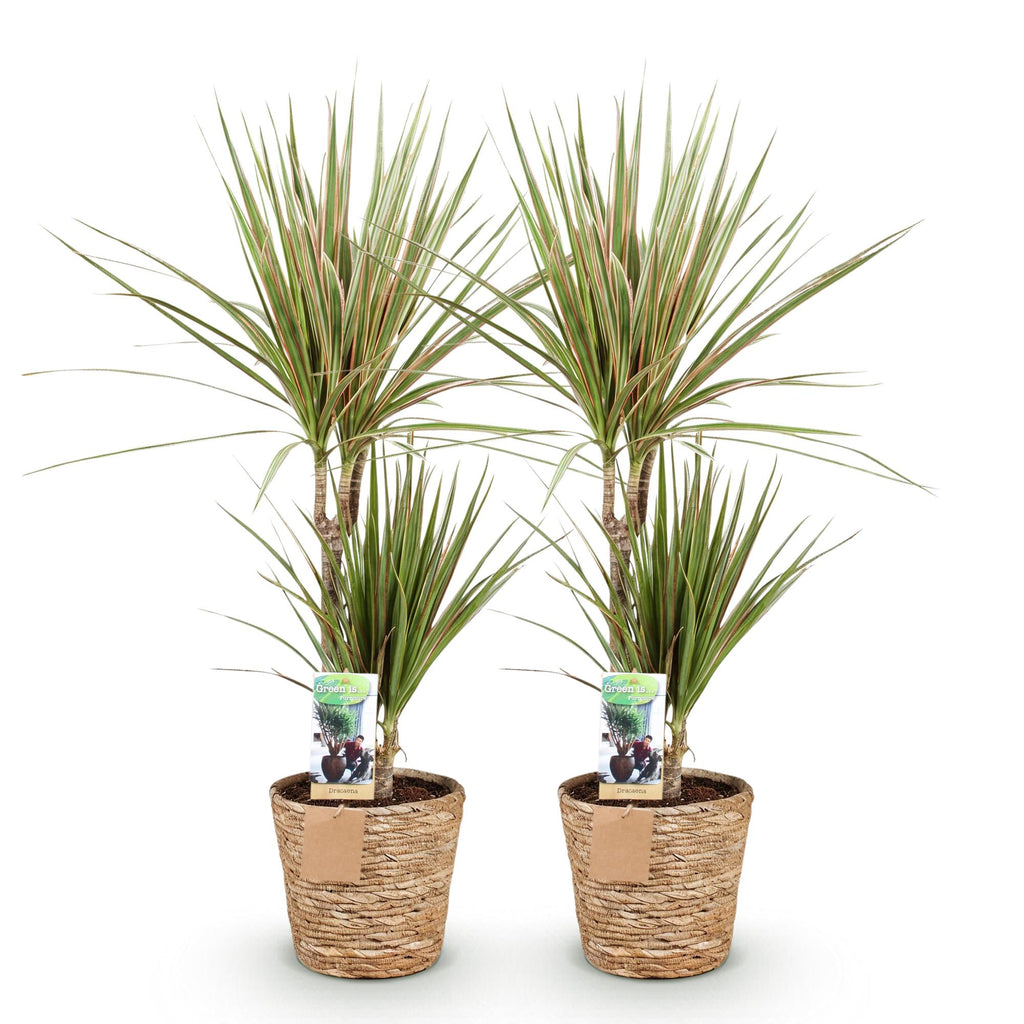 Green BoutiQ - Green is... Kamerplanten - Dracaena Sunray - Drakenbloedboom - Weinig onderhoud - met mand - Groen - 2 Planten - Pot 17cm - Hoogte 70-75cm