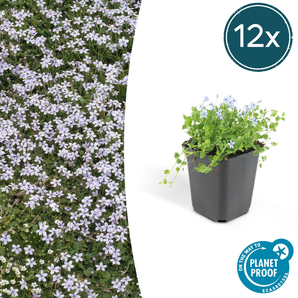 12x Isotoma fluviatilis - ↕10-25cm - Ø9cm