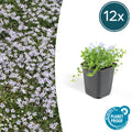 12x Isotoma fluviatilis - ↕10-25cm - Ø9cm