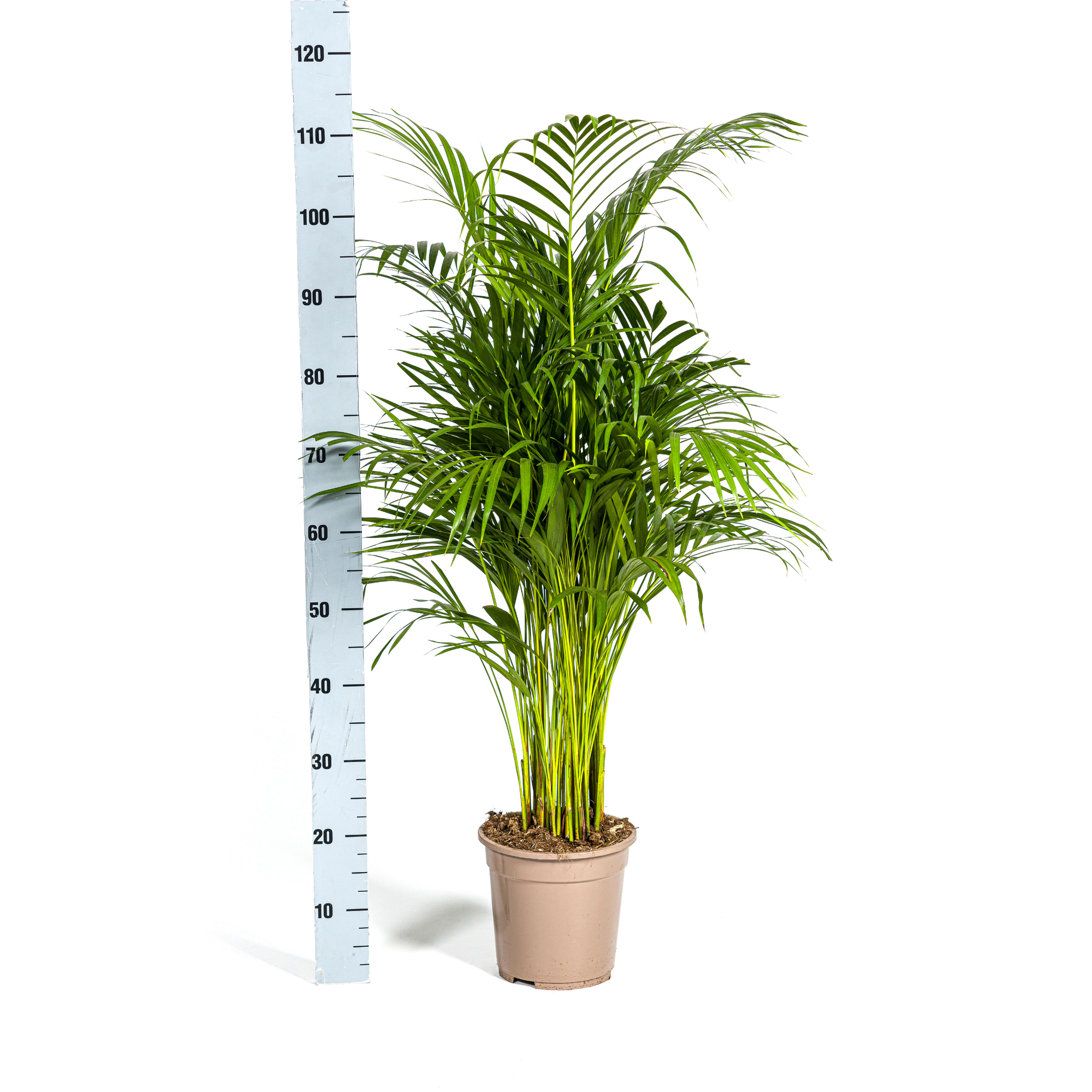 Dypsis Areca Lutescens met mand Ø21cm - ↕100 - 120cm
