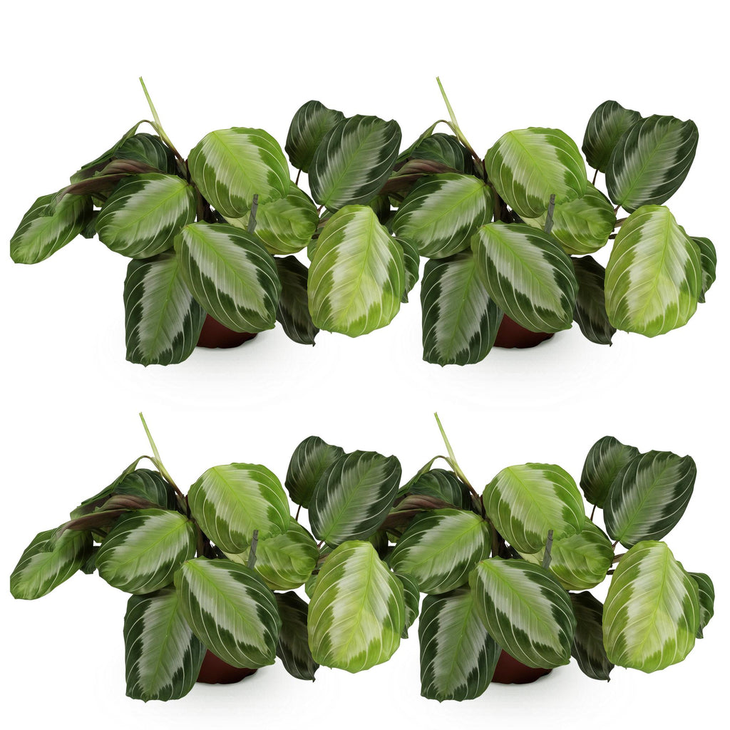 Green boutiQ - Kamerplant - Maranta Fascinator Silverband - Gebedsplant - Huisdiervriendelijk - Groen - 4 Planten - Pot 12cm - Hoogte 30-35cm