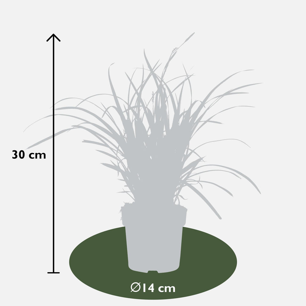 3x - Carex morrowii 'Ice Dance' - ↨30cm - Ø14