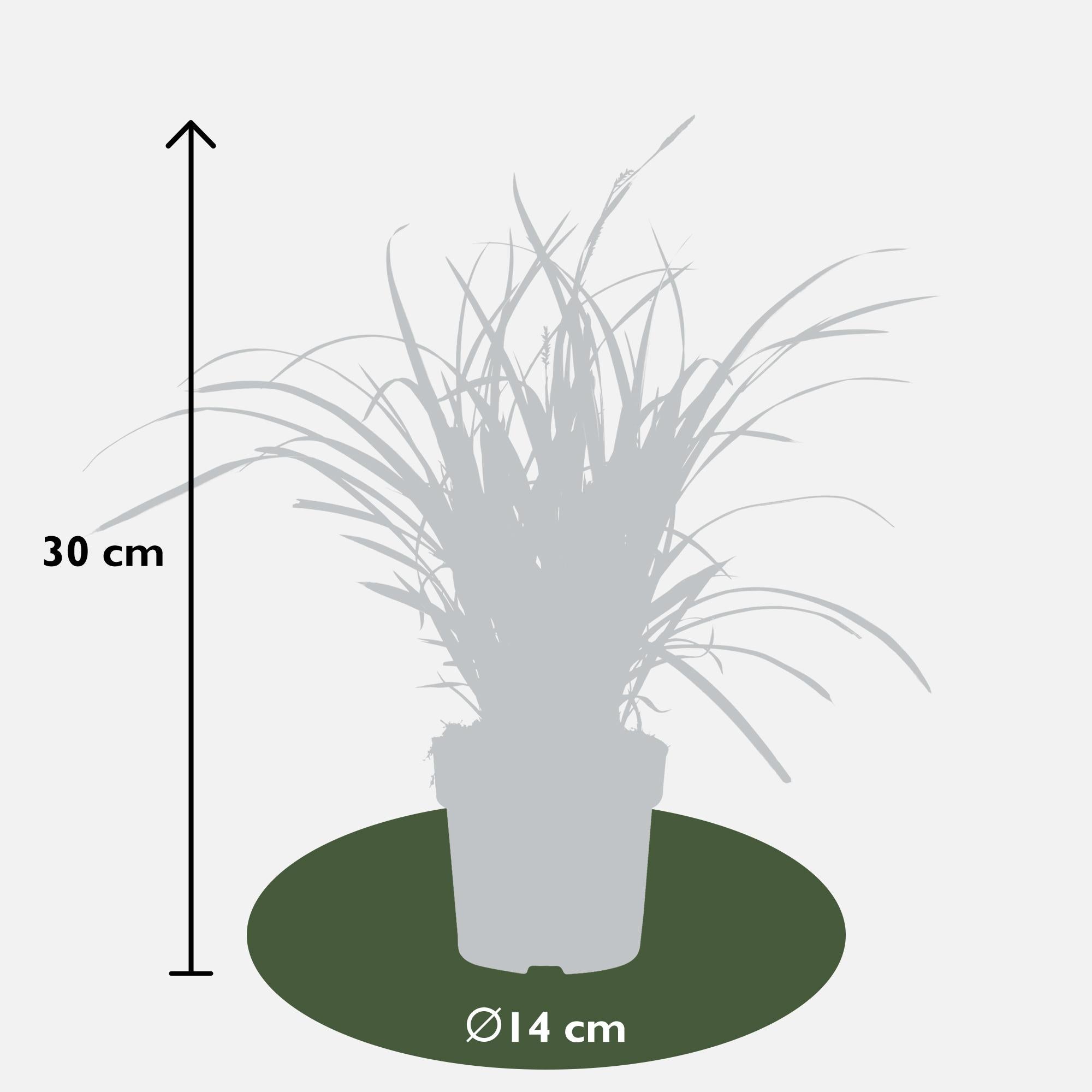 3x - Carex morrowii 'Ice Dance' - ↨30cm - Ø14