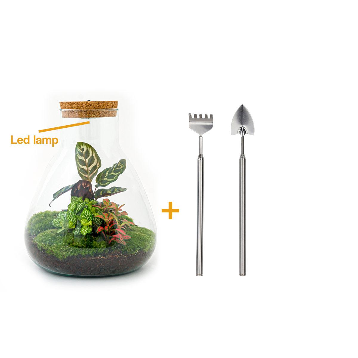 DIY Planten terrarium met licht - Sam Calathea - Ø 24,5 cm ↑ 30 cm - Rake + Shovel
