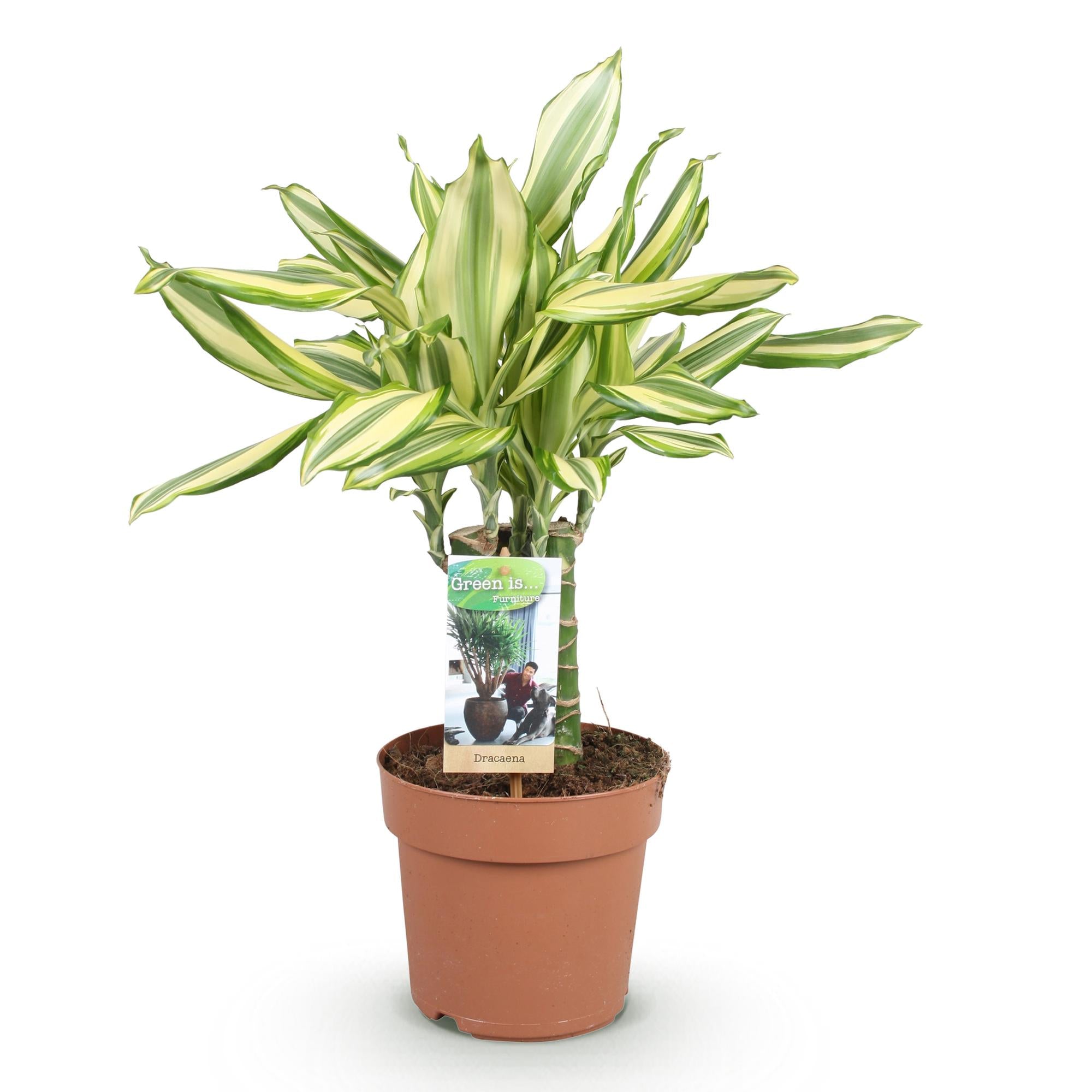 Green BoutiQ - Green is... Kamerplanten - Dracaena fragrans Diamond Dream - Drakenbloedboom - Weinig onderhoud - Groen - 1 Plant - Pot 17cm - Hoogte 50-55cm