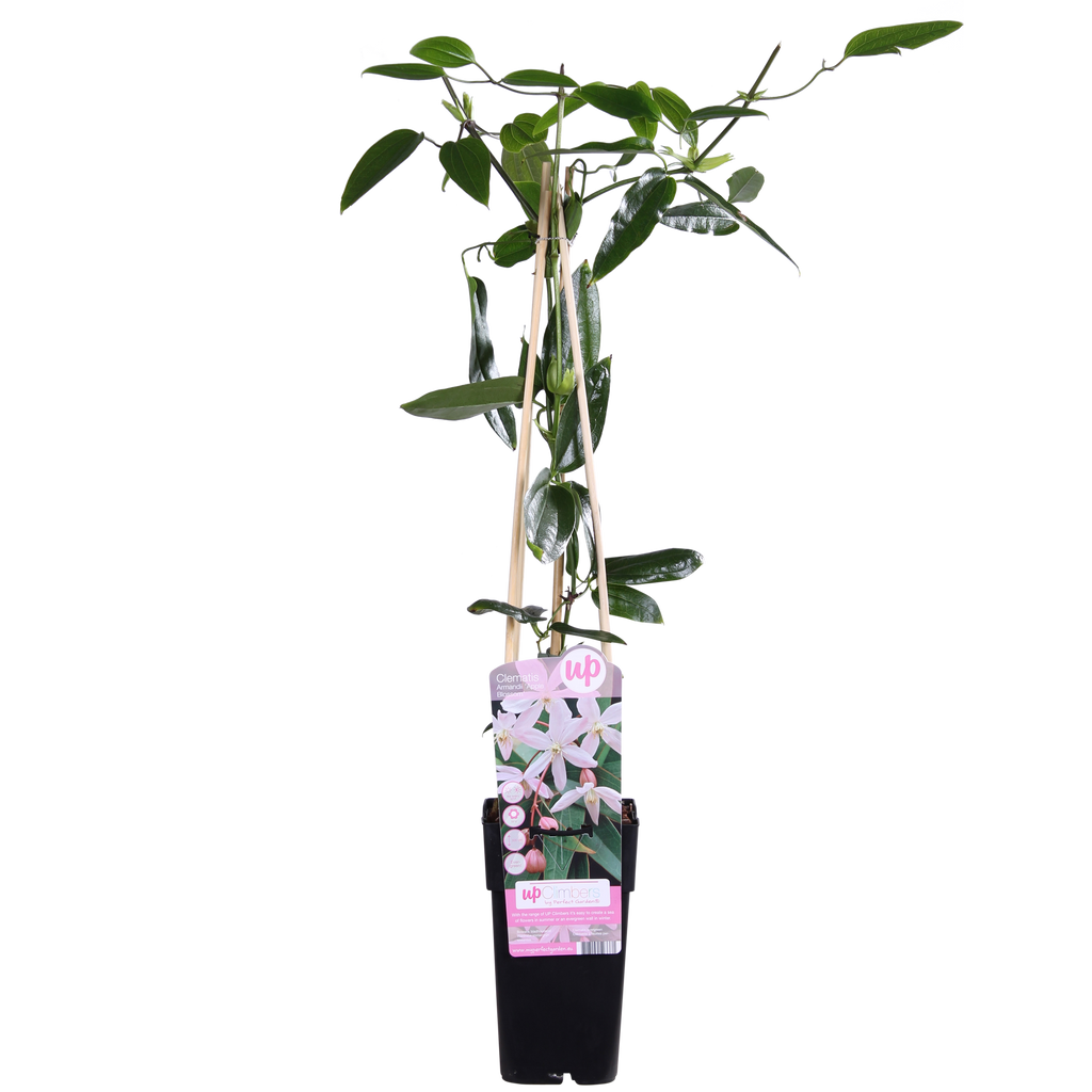 Clematis armandii Apple Blossom - Groenblijvende Clematis Lichtroze - Ø15cm - ↕65cm