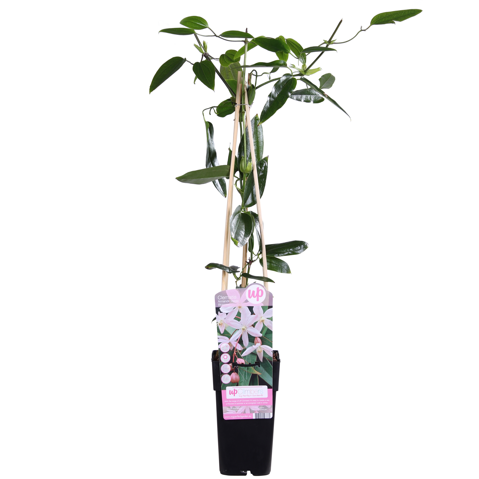 Clematis armandii Apple Blossom - Groenblijvende Clematis Lichtroze - Ø15cm - ↕65cm