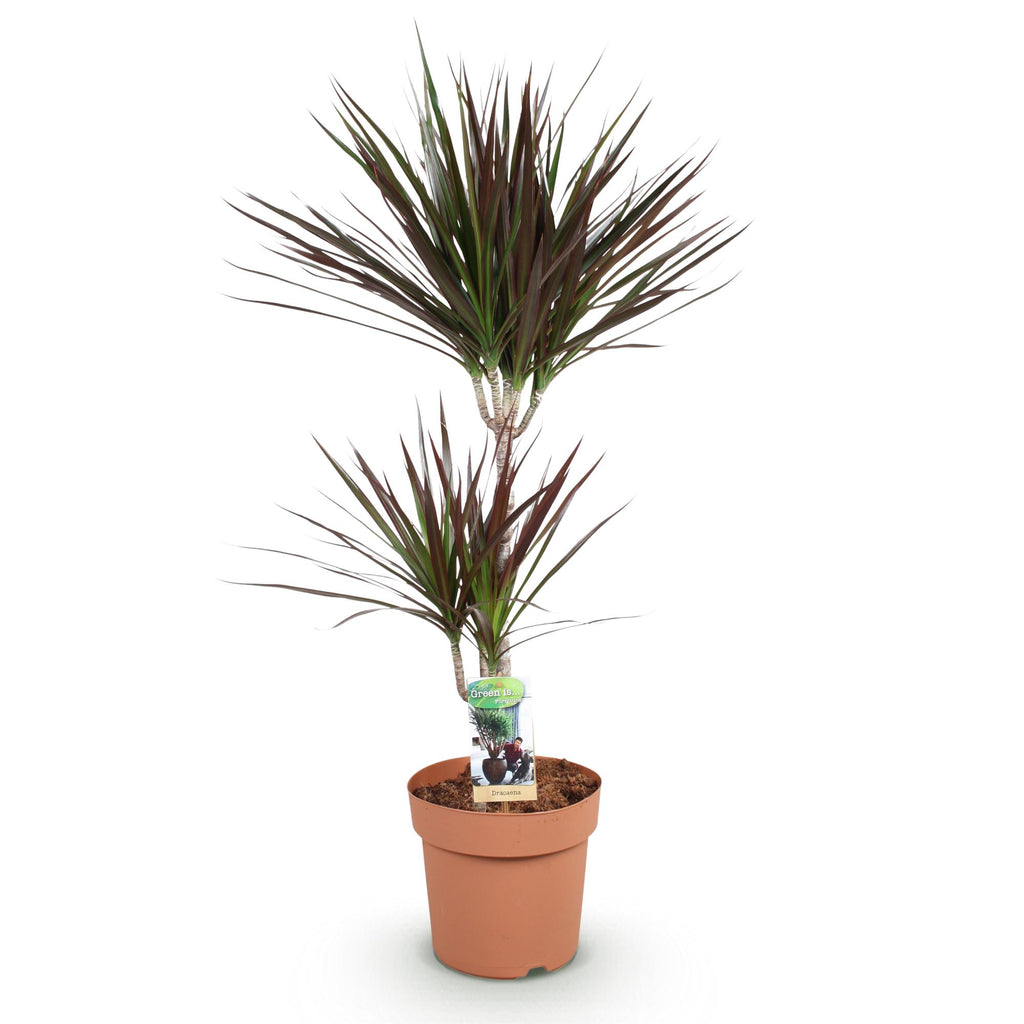 Green BoutiQ - Green is... Kamerplanten - Dracaena Magenta - Drakenbloedboom - Weinig onderhoud - Groen - 1 Plant - Pot 21cm - Hoogte 90-100cm