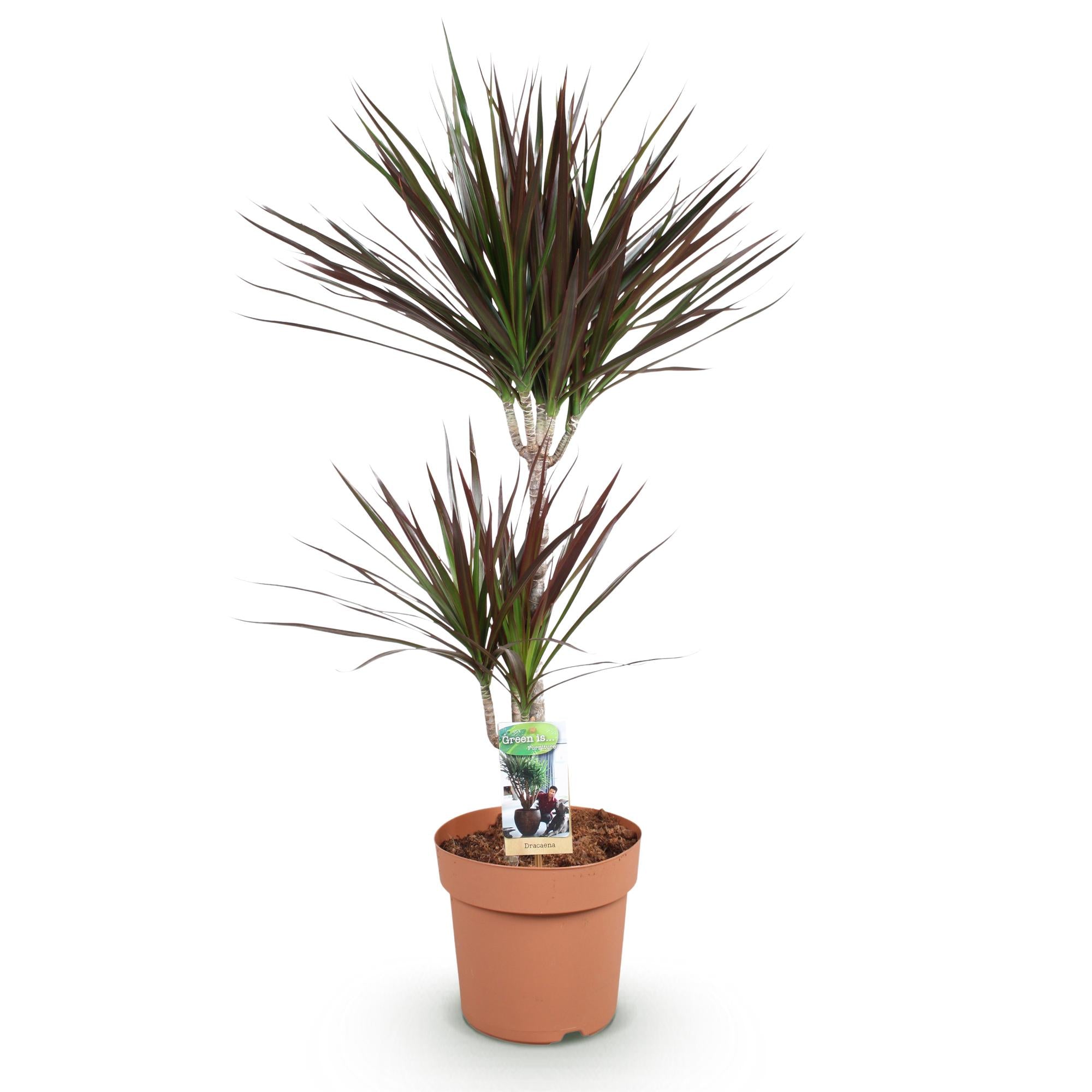 Green BoutiQ - Green is... Kamerplanten - Dracaena Magenta - Drakenbloedboom - Weinig onderhoud - Groen - 1 Plant - Pot 21cm - Hoogte 90-100cm