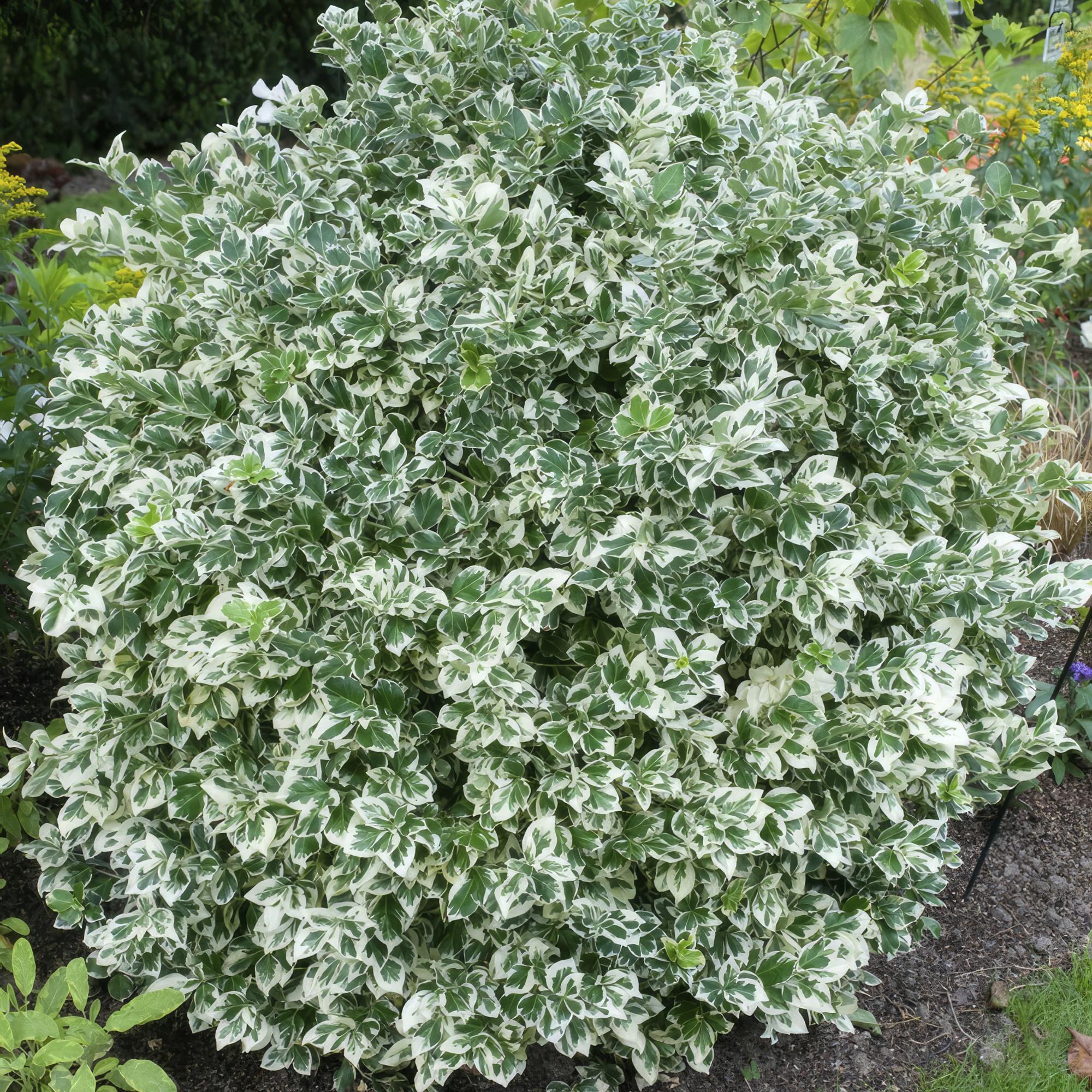 12x Euonymus fort. 'Emerald Gaiety' - ↕10-25cm - Ø9cm