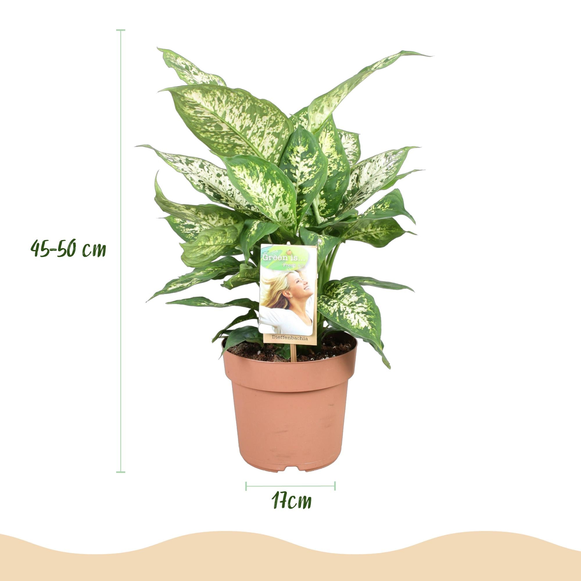 Green BoutiQ - Green is... Kamerplanten - Diefenbachia Compacta - Dieffenbachia - Weinig onderhoud - Groen - 1 Plant - Pot 17cm - Hoogte 45-50cm