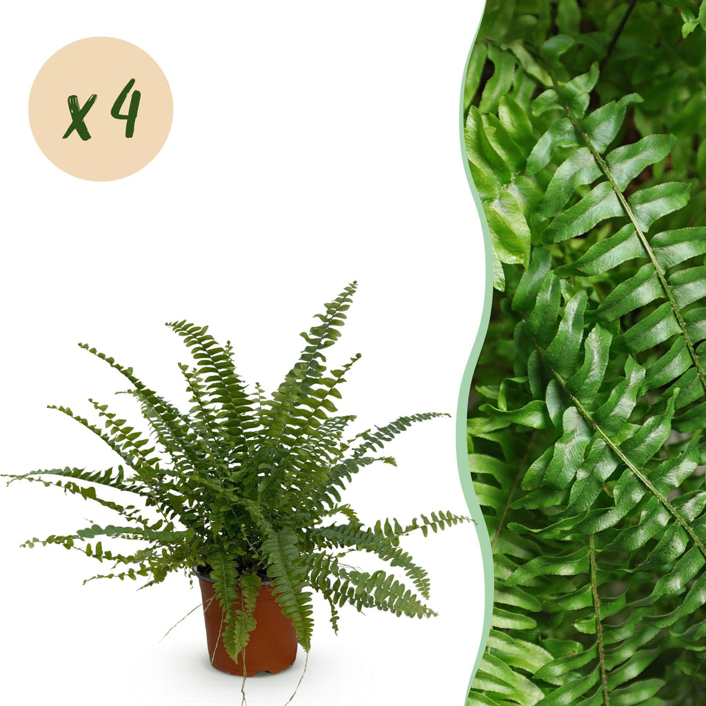Green boutiQ - Kamerplant - Nephrolepsis exaltata Green Lady - Varen - Huisdiervriendelijk - Groen - 4 Planten - Pot 12cm - Hoogte 28-30cm