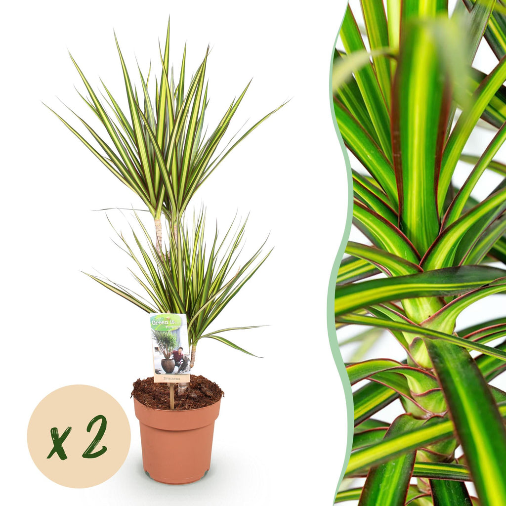 Green BoutiQ - Green is... Kamerplanten - Dracaena Sunray - Drakenbloedboom - Weinig onderhoud - Groen - 2 Planten - Pot 17cm - Hoogte 70-75cm