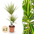 Green BoutiQ - Green is... Kamerplanten - Dracaena Sunray - Drakenbloedboom - Weinig onderhoud - Groen - 2 Planten - Pot 17cm - Hoogte 70-75cm