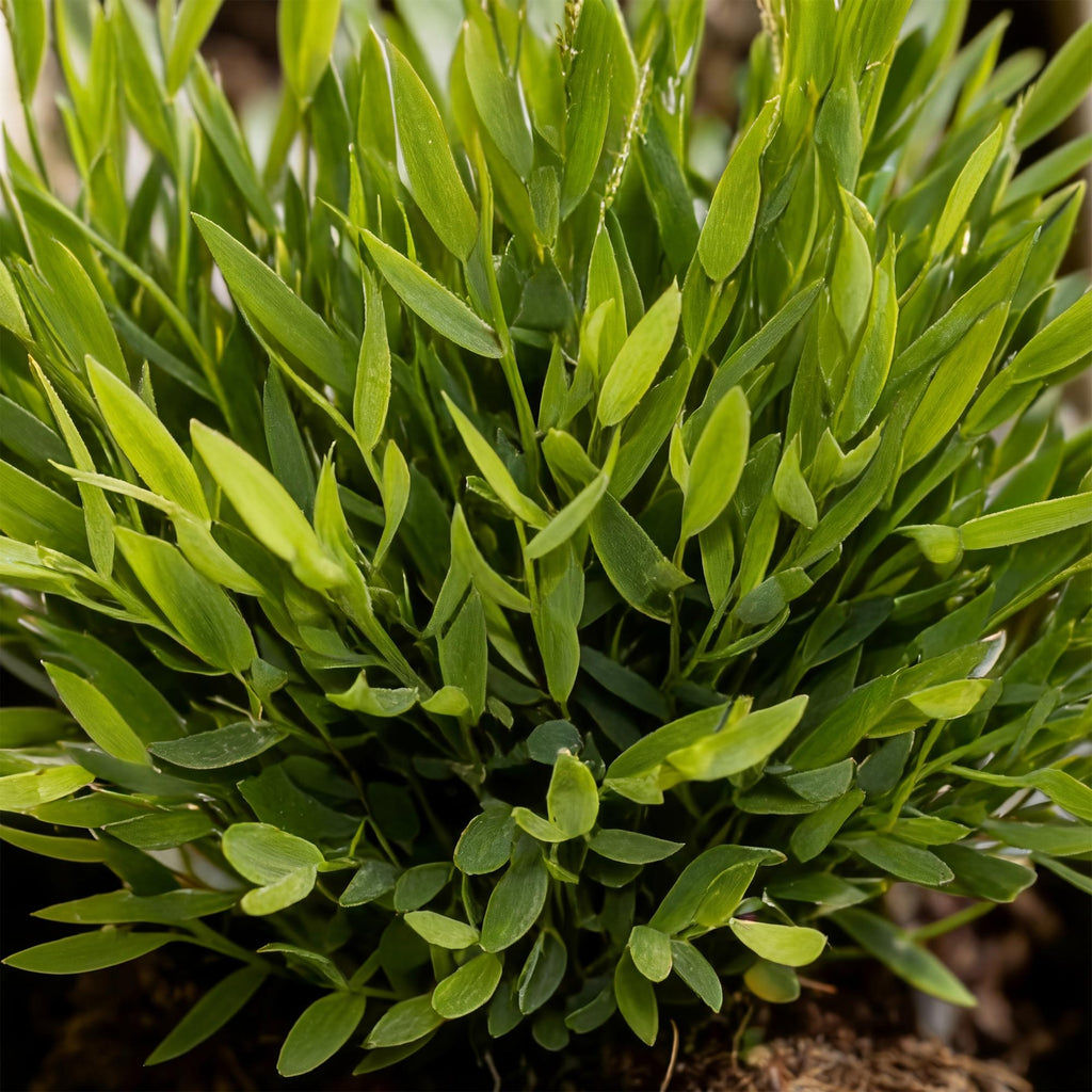 Green boutiQ - Kamerplant - Bamusa Pogonatherum Monica - Bamboegras - Huisdiervriendelijk - Groen - 4 Planten - Pot 12cm - Hoogte 30-35cm