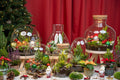 Tinsel Kerstmis terrarium - Planten terrarium  - DIY kit Christmas - Ø 19 cm ↑ 20 cm