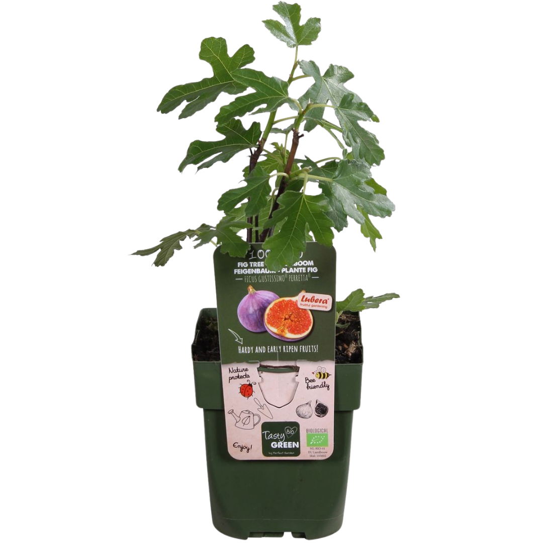 3 x Biologische Vijgenbomen - Ø 13 cm - ↨ 20 cm