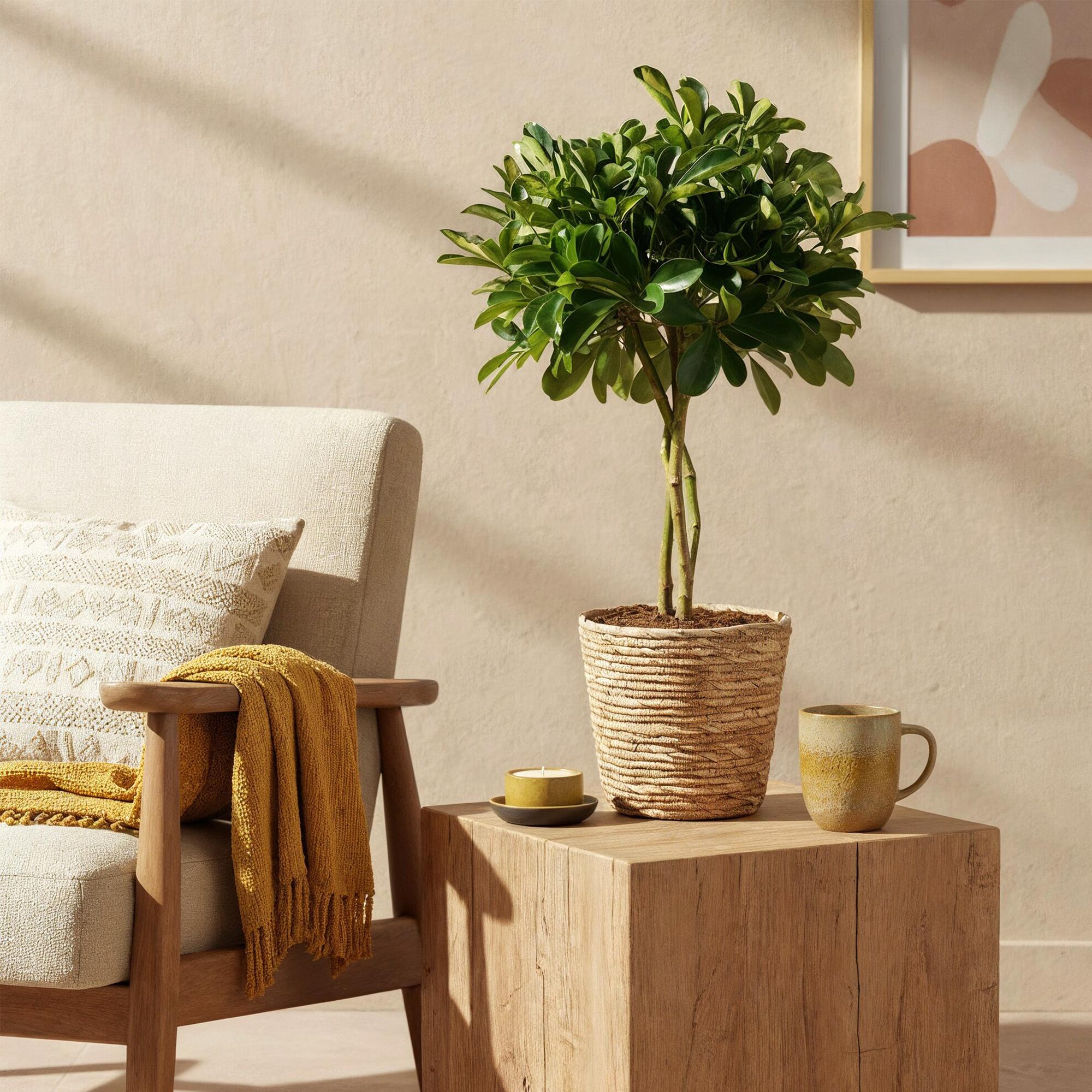 Green boutiQ - Green is… Kamerplanten - Schefflera Gold Capelle - Vingerboom - Weinig onderhoud - met mand - Groen - goud - 1 Plant - Pot 21cm - Hoogte 70-81cm