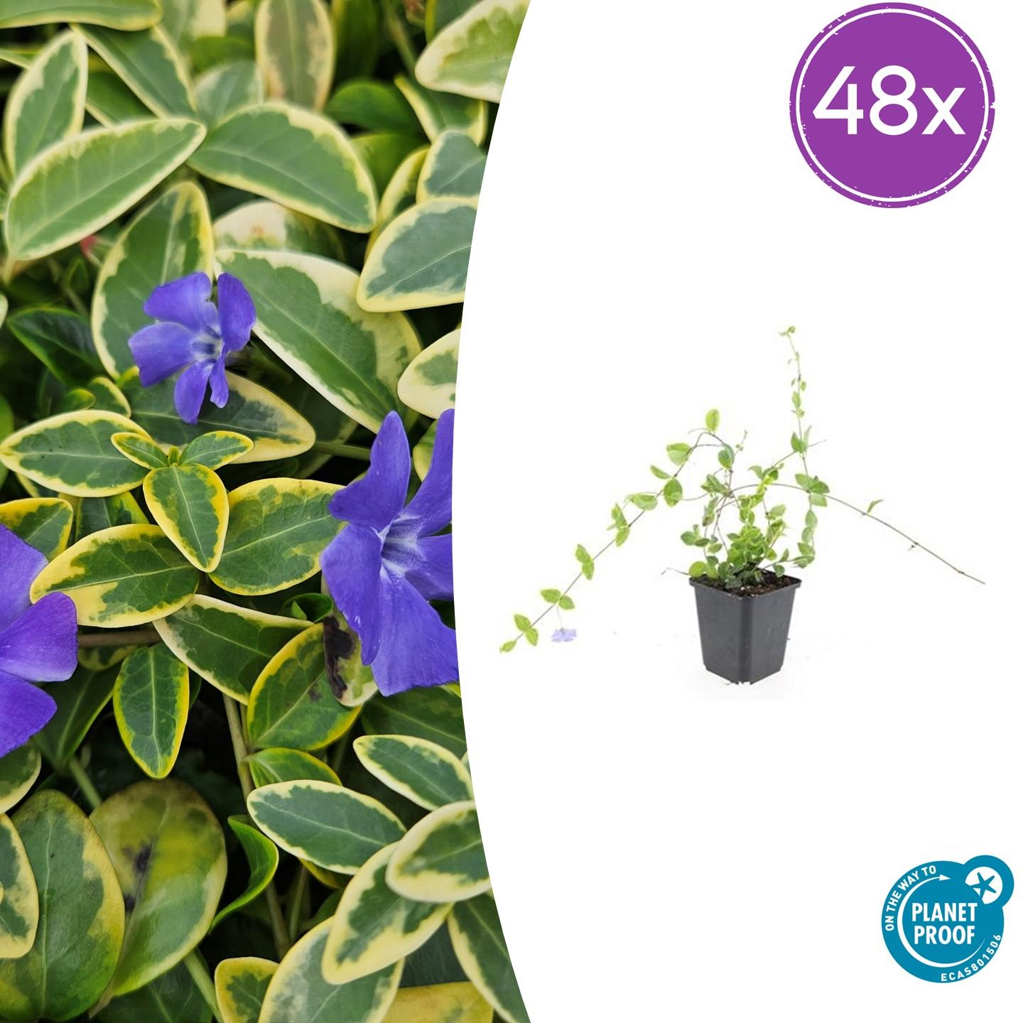 48x Vinca minor 'Blue and Gold' - ↕10-25cm - Ø9cm