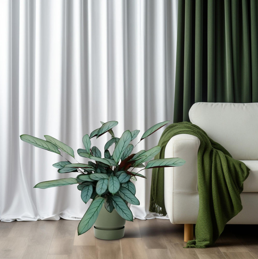 Ctenanthe Oppenheimiana - Ø17cm - ↕70cm