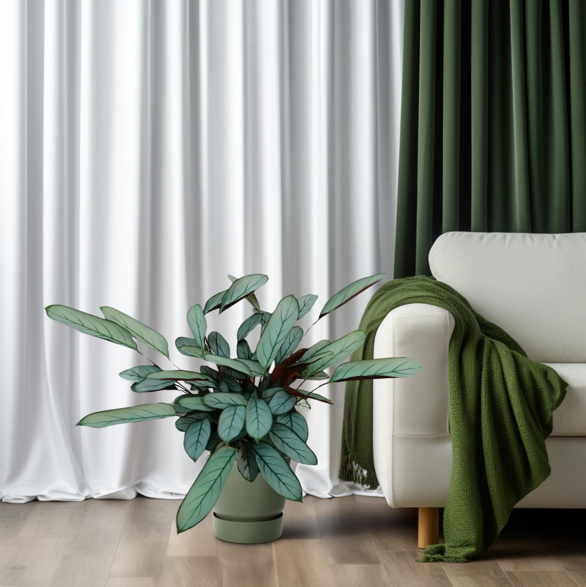 Ctenanthe Oppenheimiana - Ø17cm - ↕70cm