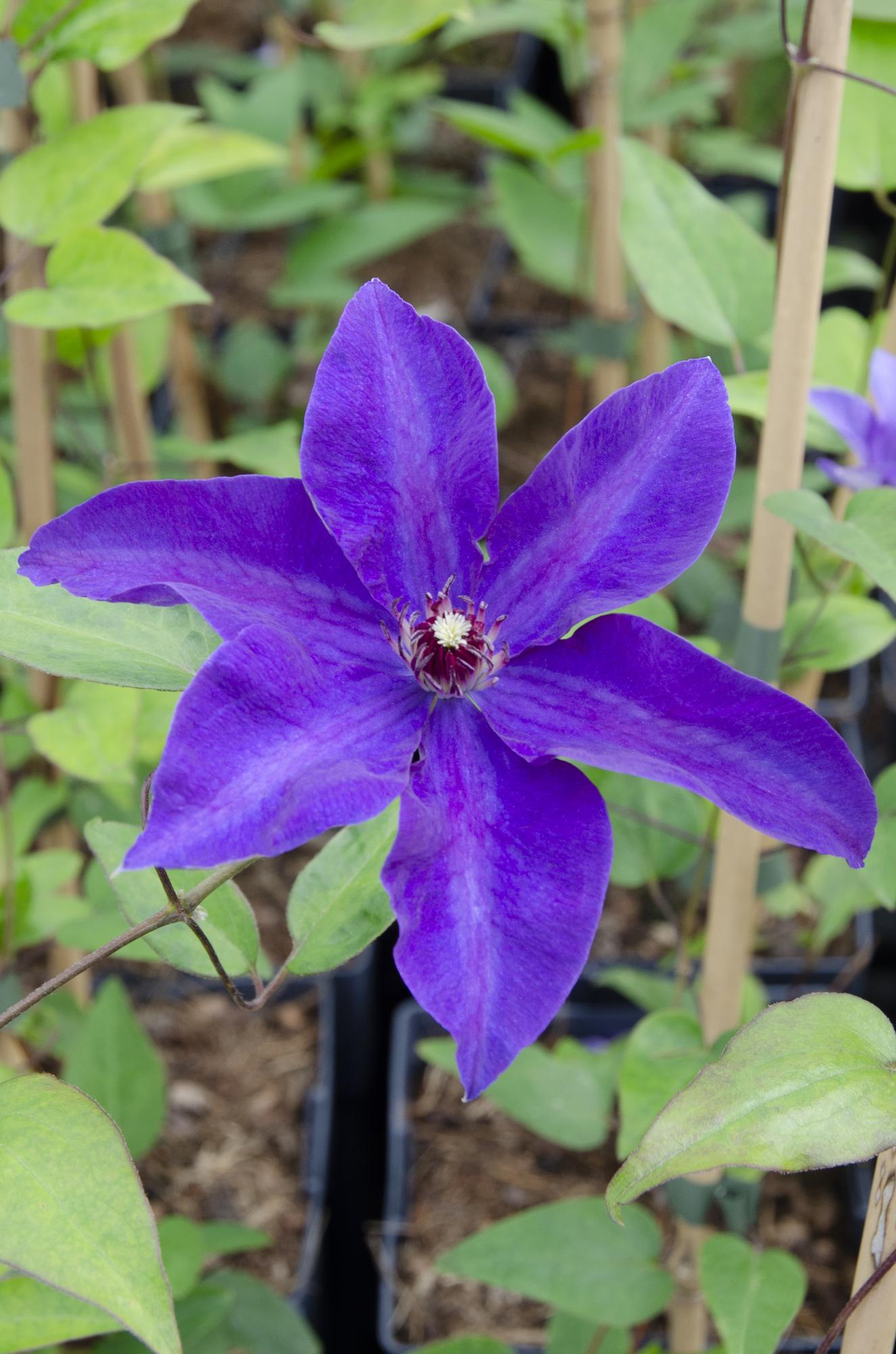 Clematis The President - Clematis Paars - Ø15cm - ↕65cm
