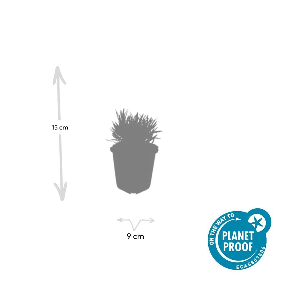 40x Lavandula int. 'Edelweiss' - ↕10-25cm - Ø9cm