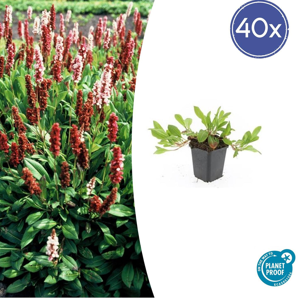 40x Persicaria aff. 'Darjeeling Red' - ↕10-25cm - Ø9cm