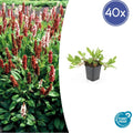 40x Persicaria aff. 'Darjeeling Red' - ↕10-25cm - Ø9cm