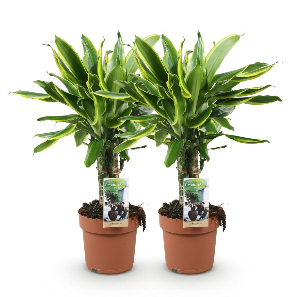 Green BoutiQ - Green is... Kamerplanten - Dracaena fragrans Golden Coast - Drakenbloedboom - Weinig onderhoud - Groen - 2 Planten - Pot 17cm - Hoogte 50-55cm