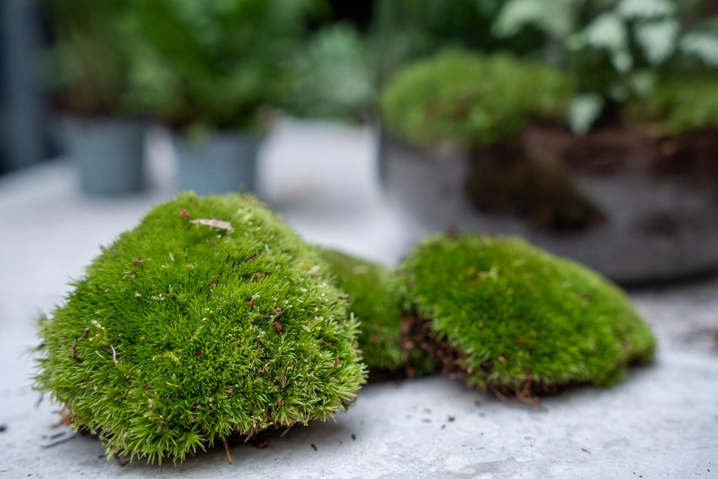 Planten terrarium navulling & startpakket - Coffea Arabica