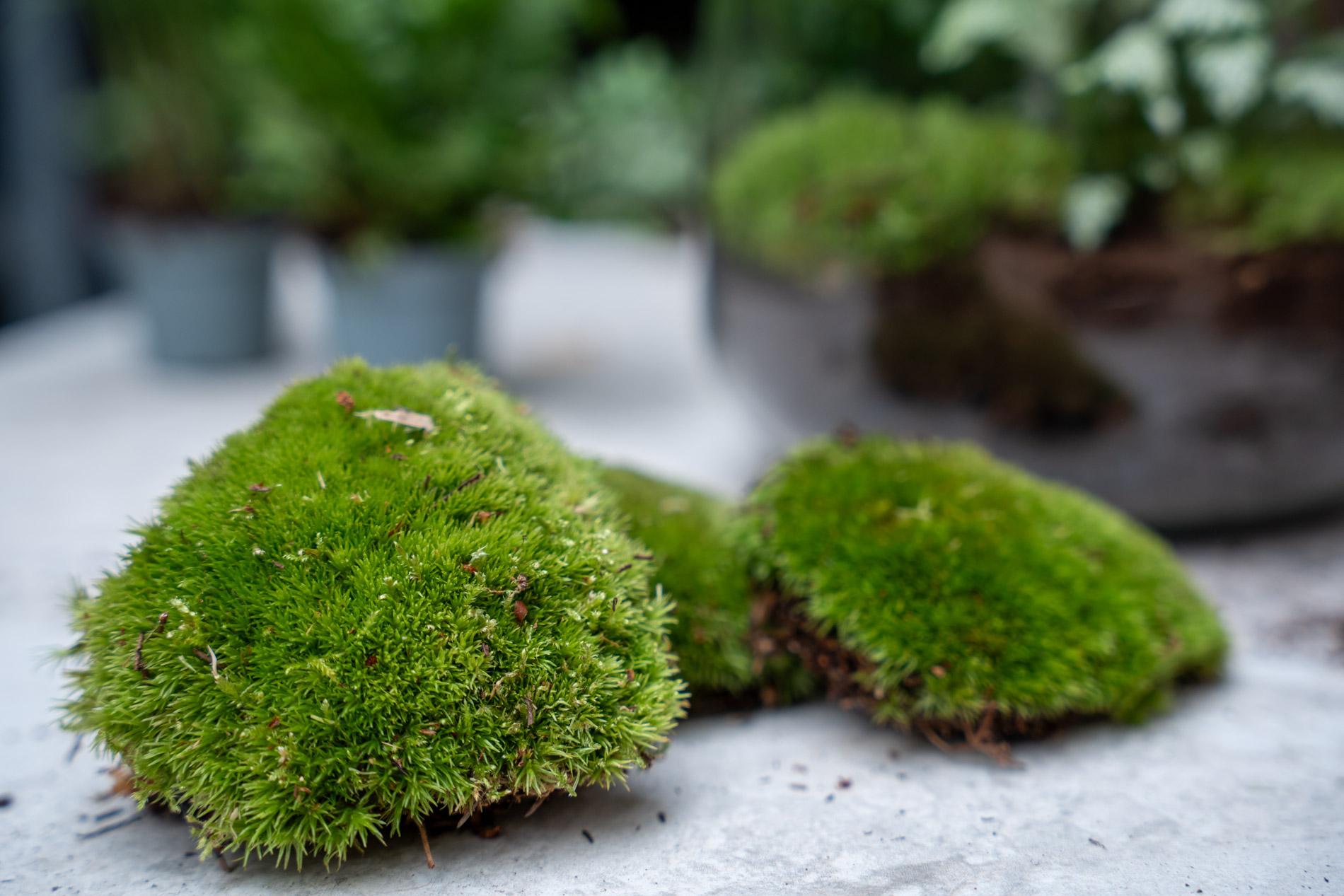 Planten terrarium navulling & startpakket - Coffea Arabica