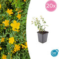 20x Hypericum dummeri 'Peter Dummer' - ↕10-25cm - Ø9cm