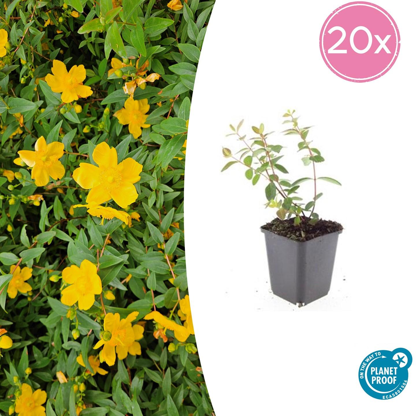 20x Hypericum dummeri 'Peter Dummer' - ↕10-25cm - Ø9cm