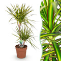 Green BoutiQ - Green is... Kamerplanten - Dracaena Sunray - Drakenbloedboom - Weinig onderhoud - Groen - 1 Plant - Pot 21cm - Hoogte 90-100cm