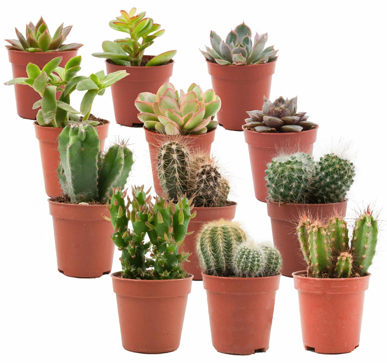 Mix van Echte Cactussen en Vetplanten - 12 Stuks - Ø 5,5 cm - Hoogte: 5-10 cm