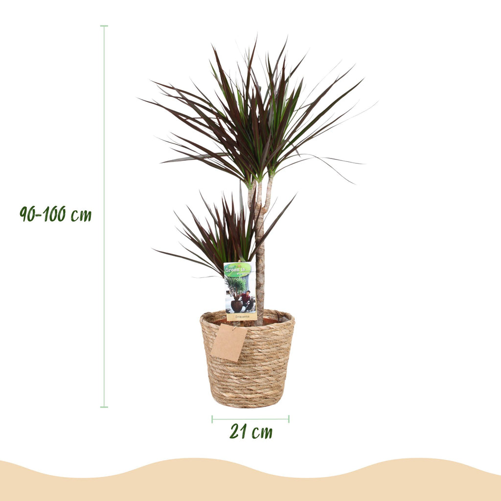 Green BoutiQ - Green is... Kamerplanten - Dracaena Magenta - Drakenbloedboom - Weinig onderhoud - met mand - Groen - 1 Plant - Pot 21cm - Hoogte 90-100cm