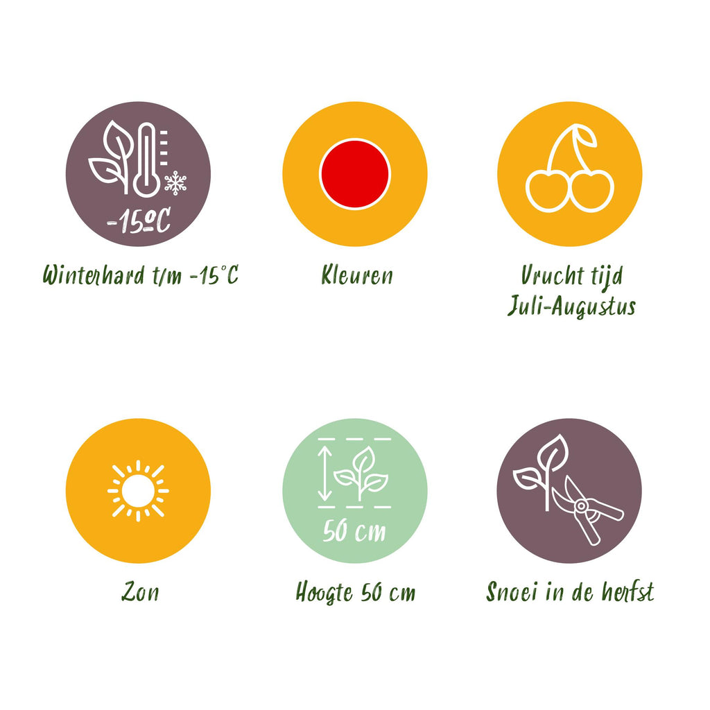 Green boutiQ - Fruitplanten - Aardbei - Fragaria Maxim - Winterhard - 6 Planten - Pot 9 cm - Rode Aardbei