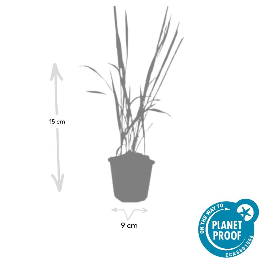 24x Imperata cylindrica 'Red Baron' - ↕10-25cm - Ø9cm