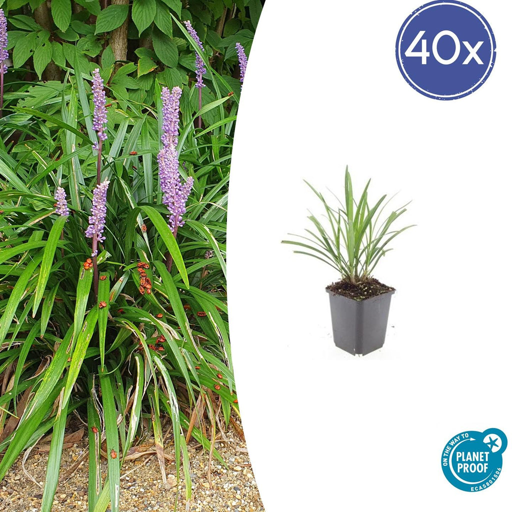 40x Liriope muscari 'Ingwersen' - ↕10-25cm - Ø9cm