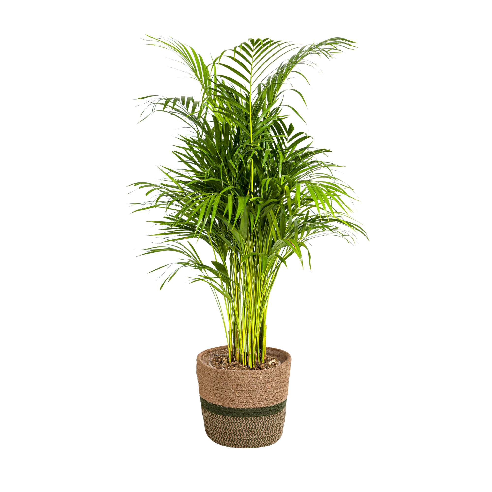 Dypsis Areca Lutescens met mand Ø21cm - ↕100 - 120cm