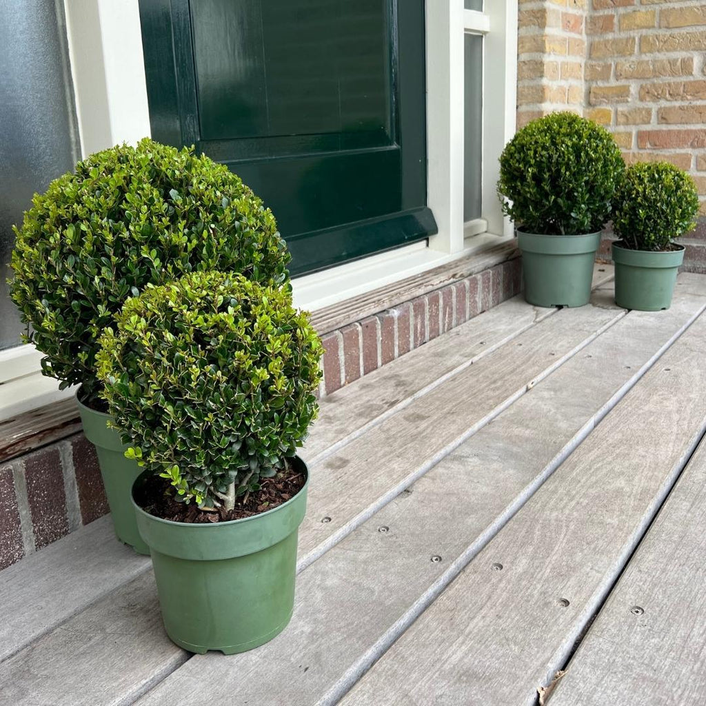 2x Ilex crenata 'Jenny' bol XL | set van 2 stuks | 25 cm Ø