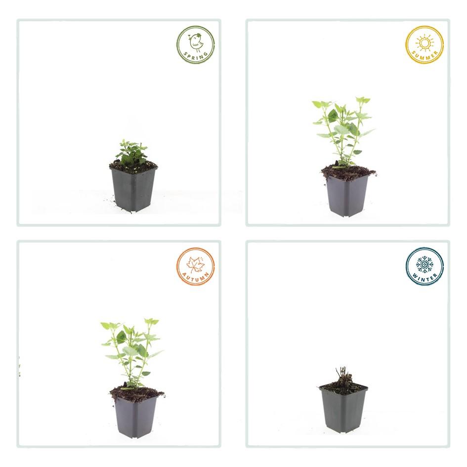 48x Agastache 'Blue Fortune' - ↕10-25cm - Ø9cm