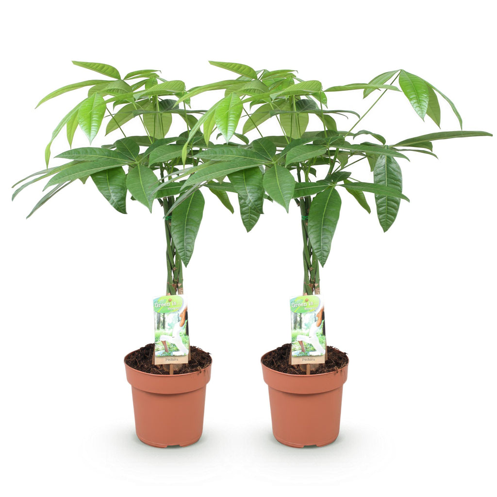 Green BoutiQ - Green is... Kamerplanten - Pachira Aquatica gevlochten stam - Geldboom - Weinig onderhoud - Groen - 2 Planten - Pot 17cm - Hoogte 60-70cm