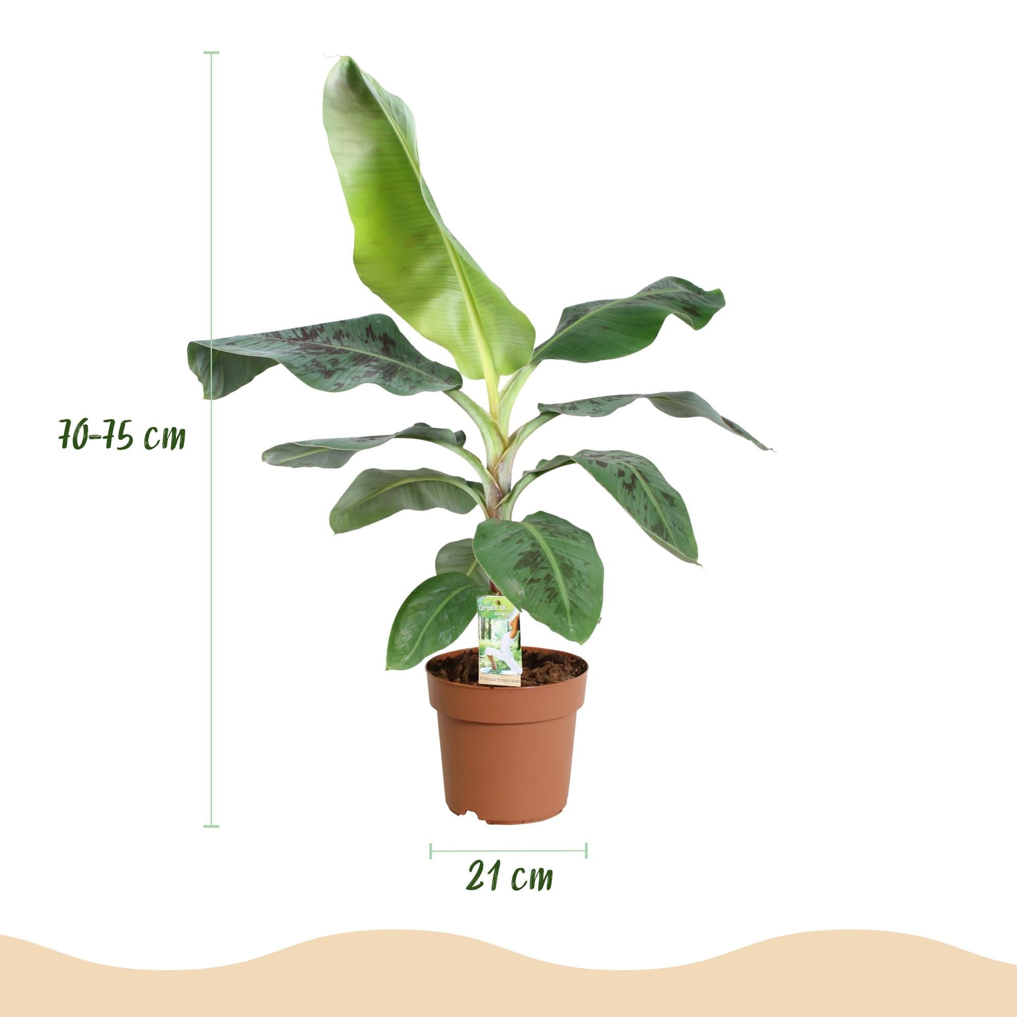 Green BoutiQ - Green is... Kamerplanten - Musa acuminata Dwarf Cavendisch - Bananenplant - Weinig onderhoud - Groen - 1 Plant - Pot 21cm - Hoogte 70-75cm
