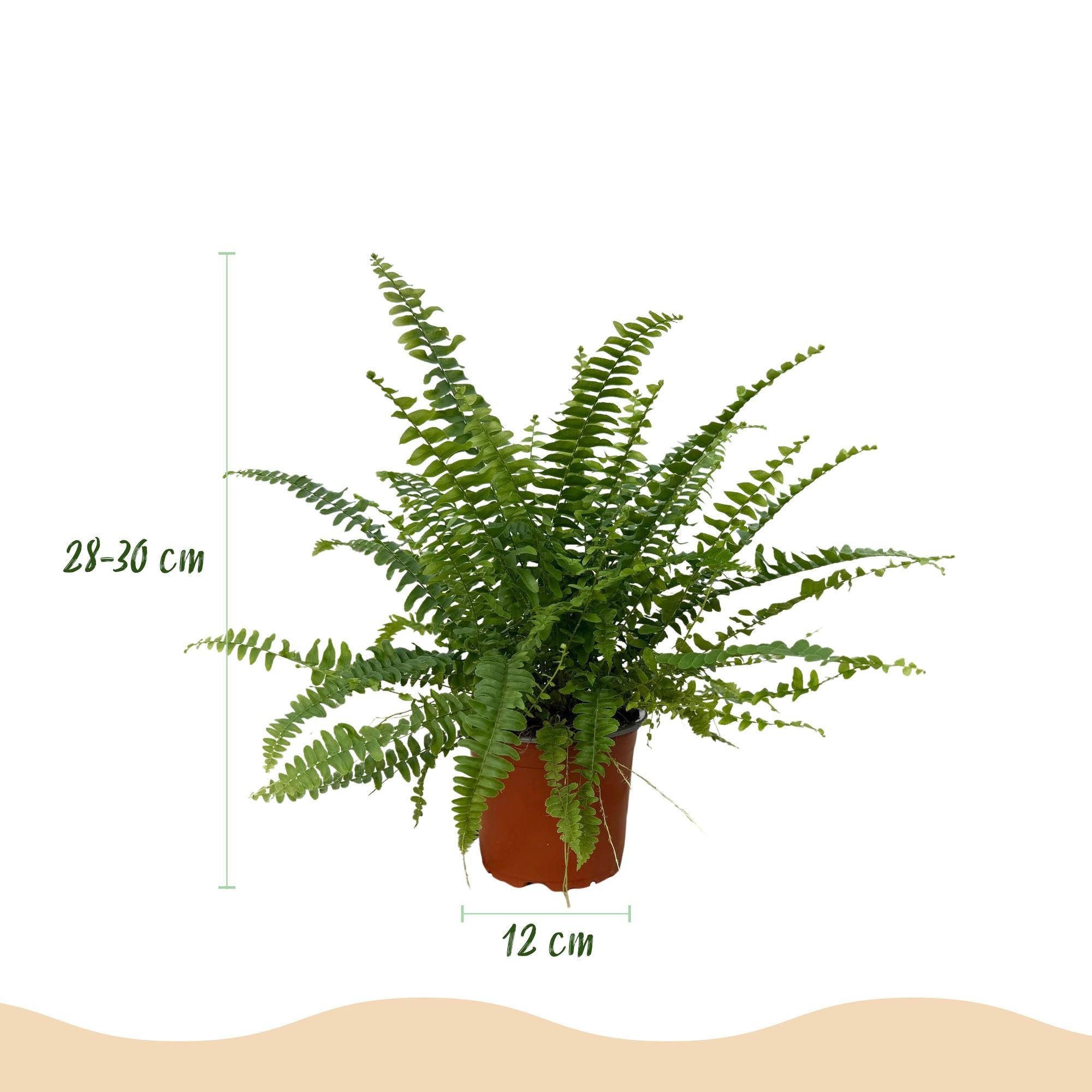 Green boutiQ - Kamerplant - Nephrolepsis exaltata Green Lady - Varen - Huisdiervriendelijk - Groen - 2 Planten - Pot 12cm - Hoogte 28-30cm