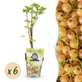 Green boutiQ - Fruitplanten - Wiite Bes - Ribes rubrum Witte Hollander - Winterhard - 6 Planten - Pot 9 cm - Witte Bes