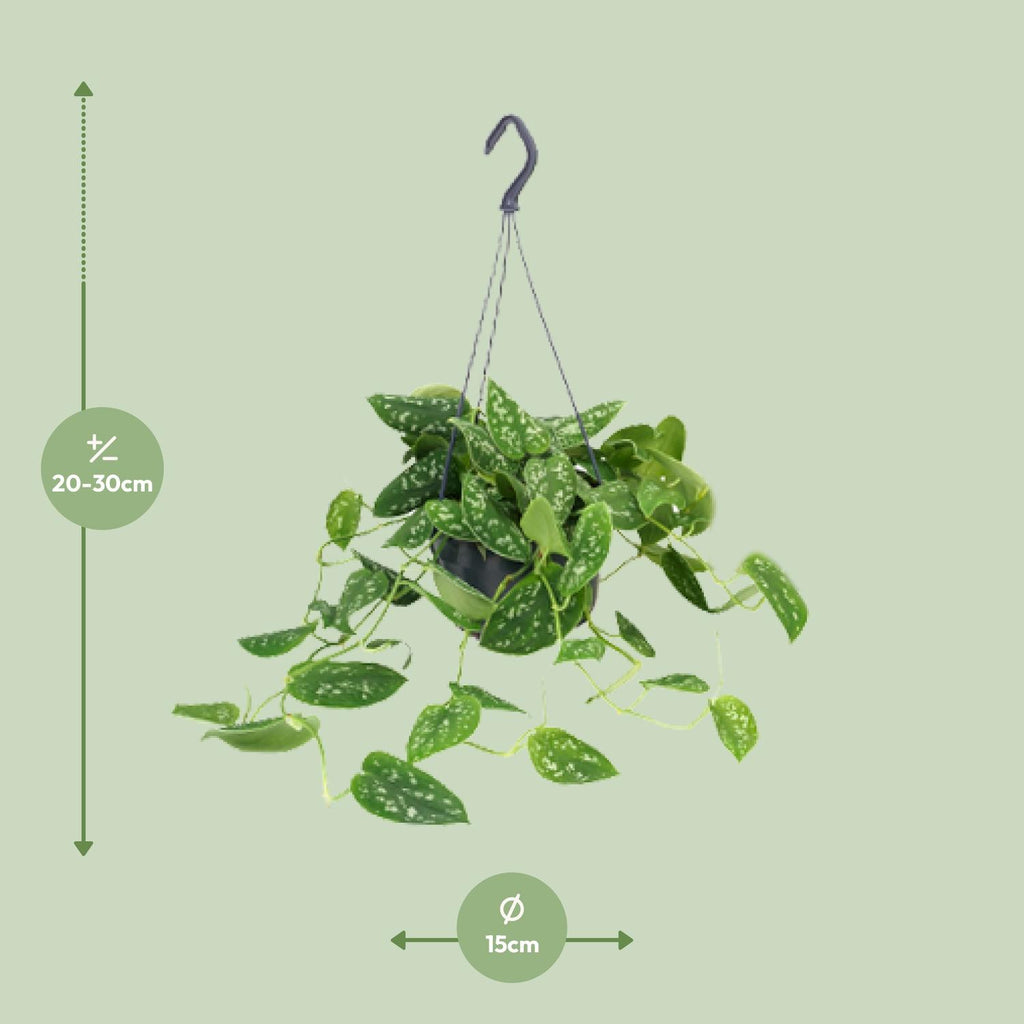 Scindapsus Pictus Argyraeus - Ø15cm - ↕25cm - Ø15cm - ↕25cm