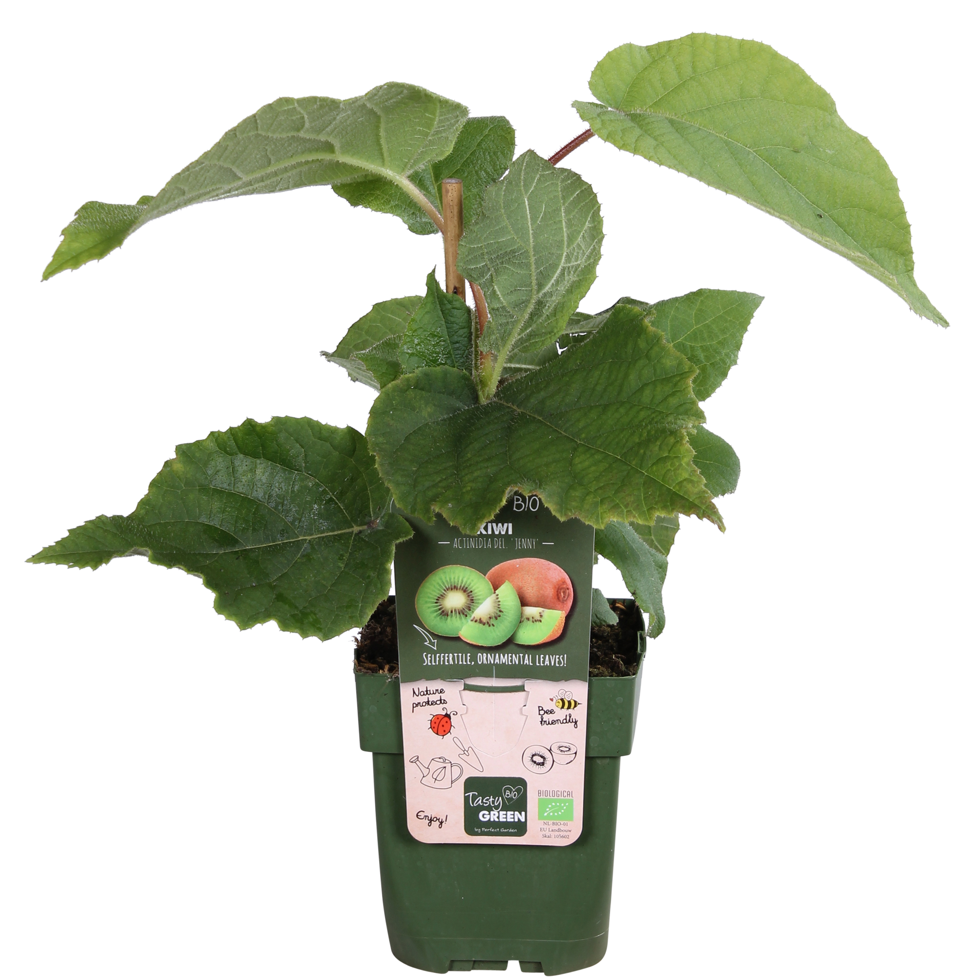 Actinidia delciosioa 'Jenny' - Kiwi - Ø13cm - ↕45cm